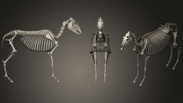 Anatomy of skeletons and skulls (ANTM_0392) 3D model for CNC machine